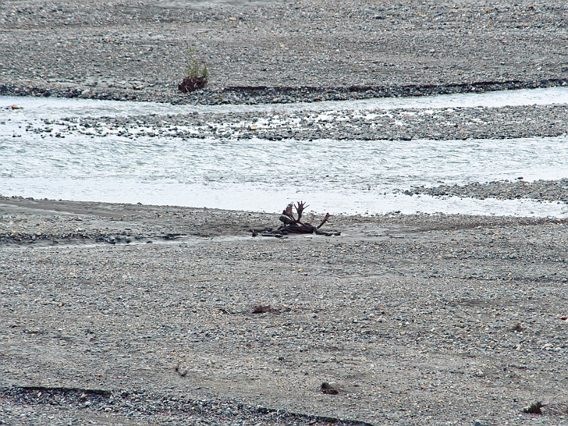 Alaska Wildlife-34.JPG